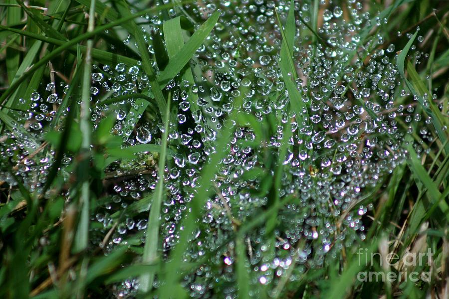 Dew Drop In Photograph