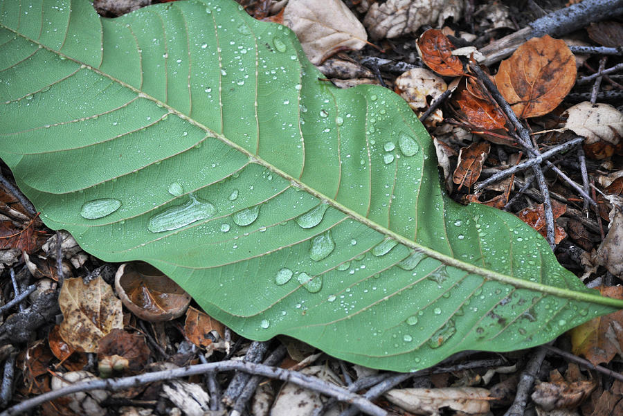Dew Drop Leaf Photograph by Kyle Hanson