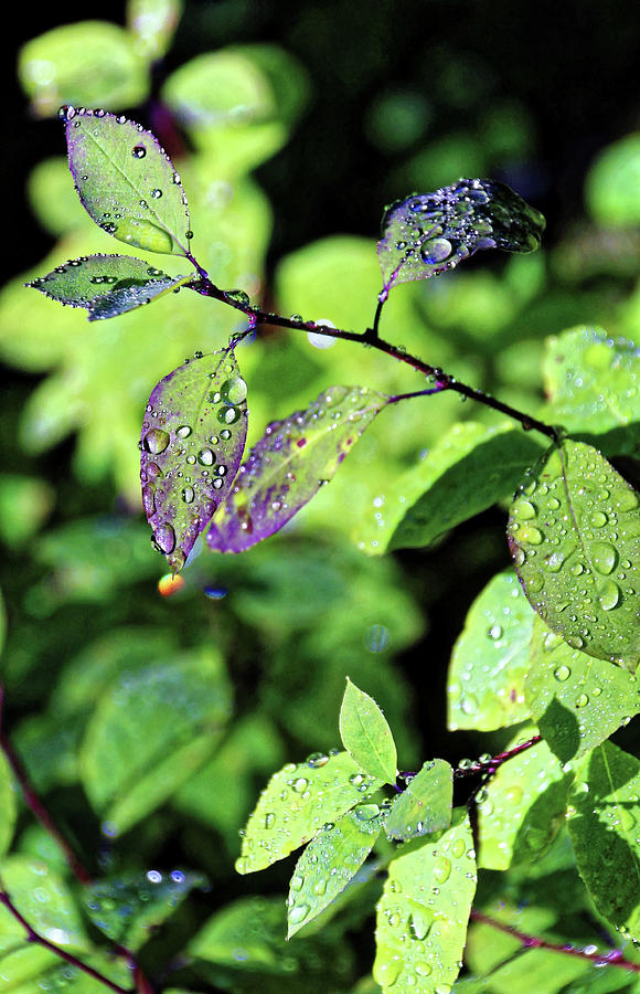 Dew Drop Leaves Photograph by Doolittle Photography and Art