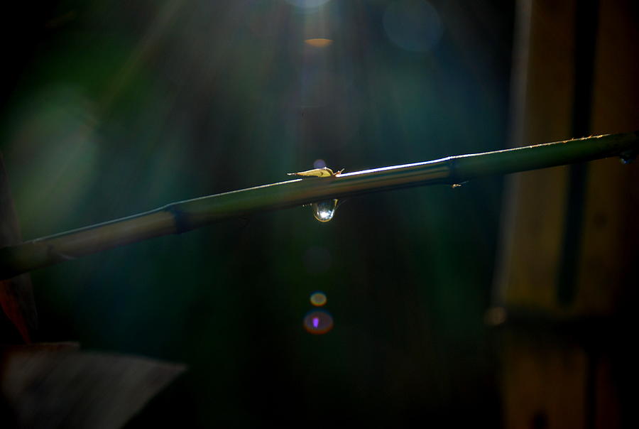 Dew drop on Bamboo Photograph by Padamvir Singh