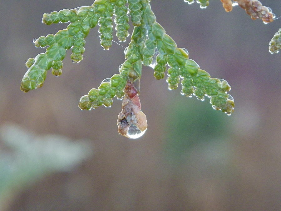 Dew Drop Photograph by Peggy King