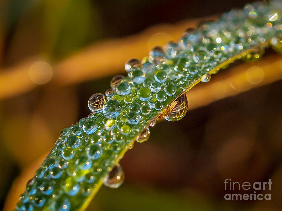 Dew Drop Reflection Photograph by Tom Claud