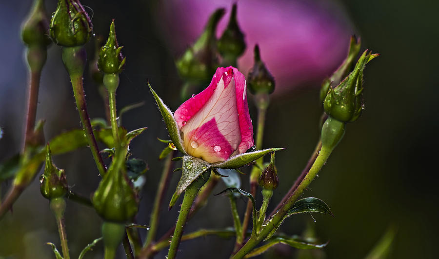 Dew Drop Rose Bud Photograph by Michael Whitaker
