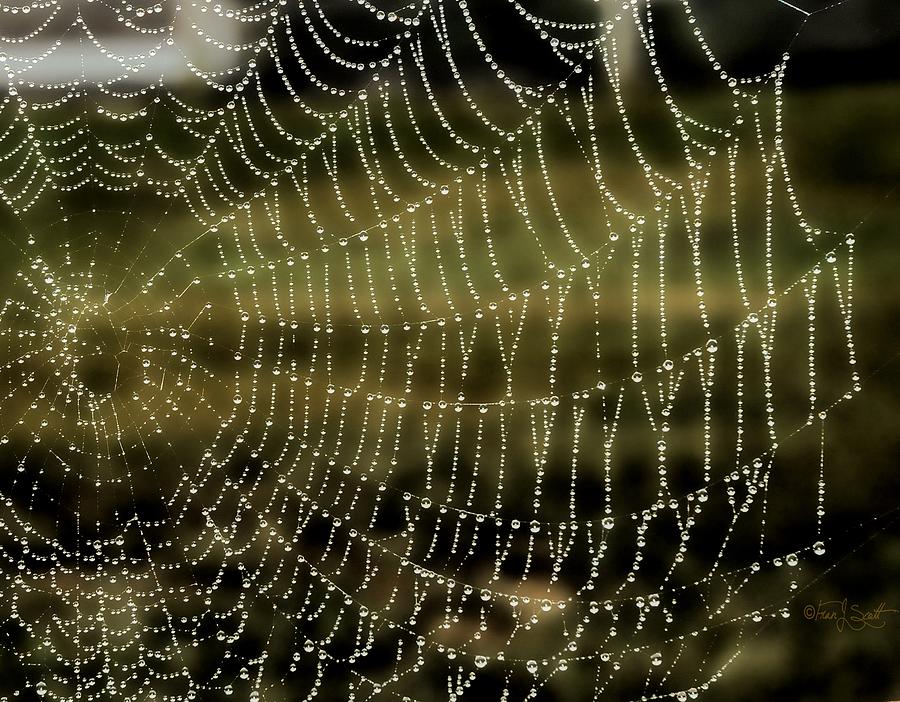 Dew Drop Spider Web Photograph by Fran J Scott