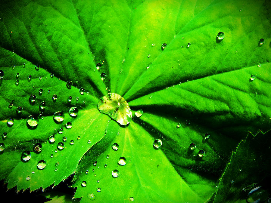 Dew drop Photograph by Trevor Burke - Fine Art America