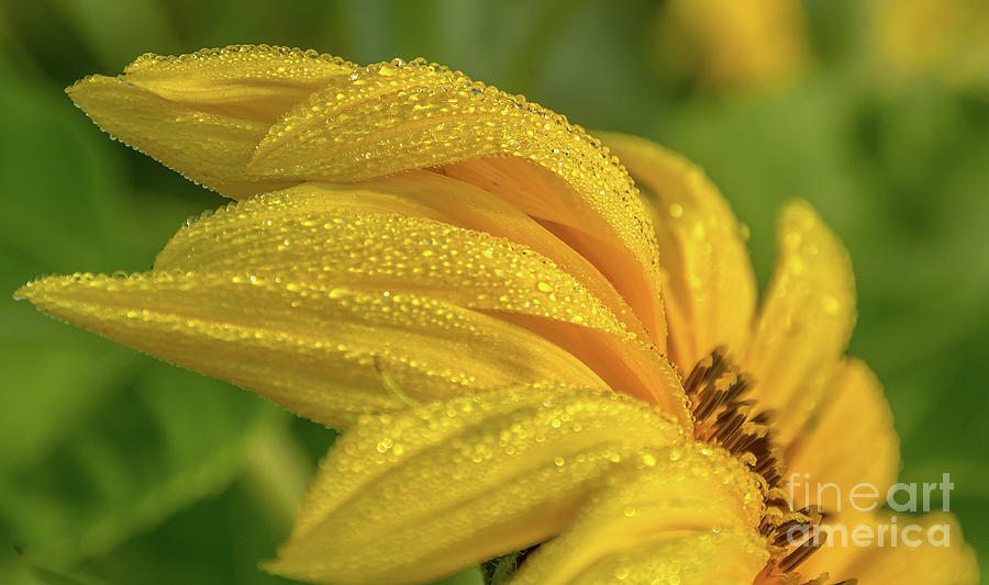 Dew Droplets on Sunflower Photograph by Cheryl Baxter