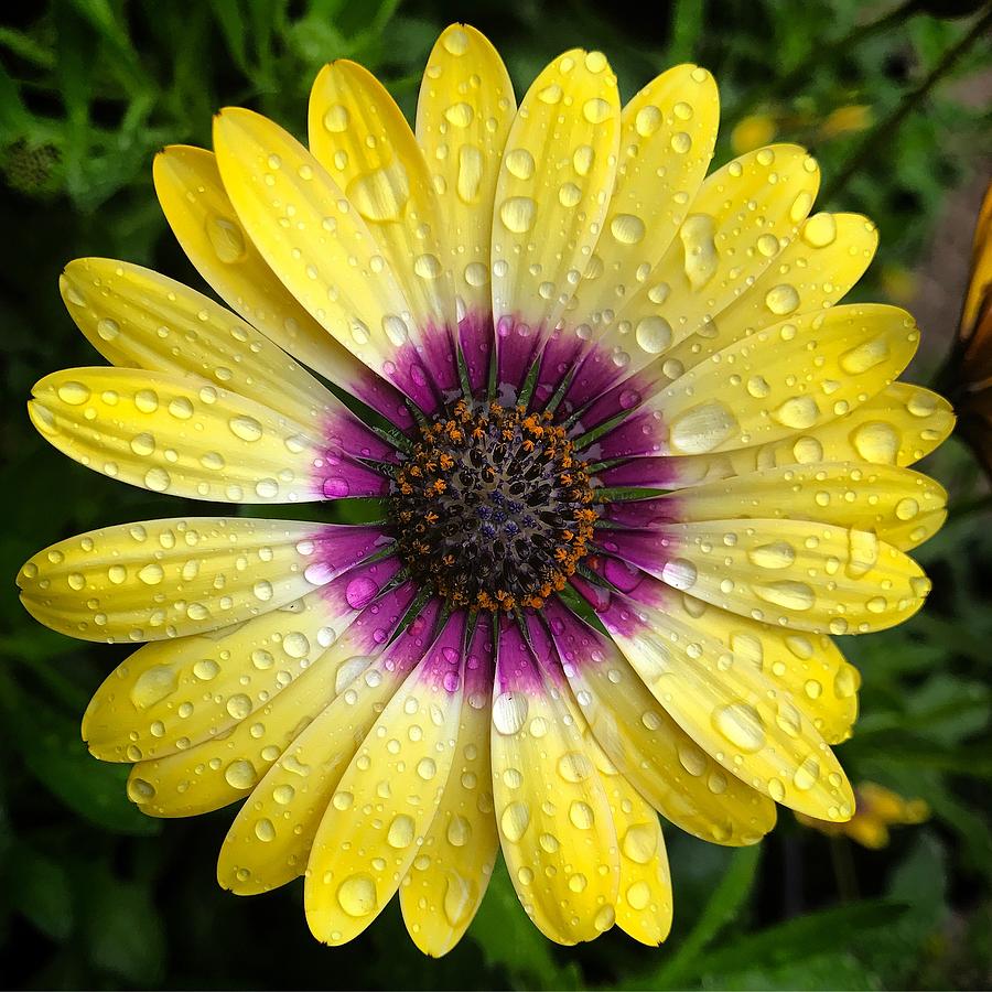 Dew Dropped Daisy Photograph by Brian Eberly