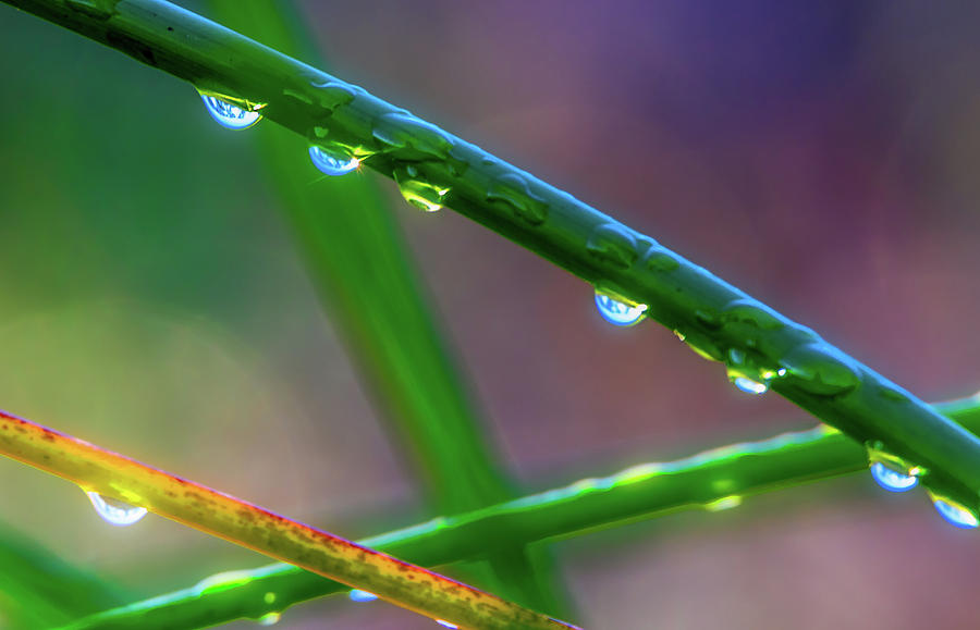 Dew Drops at Sunrise Photograph by Marc Crumpler
