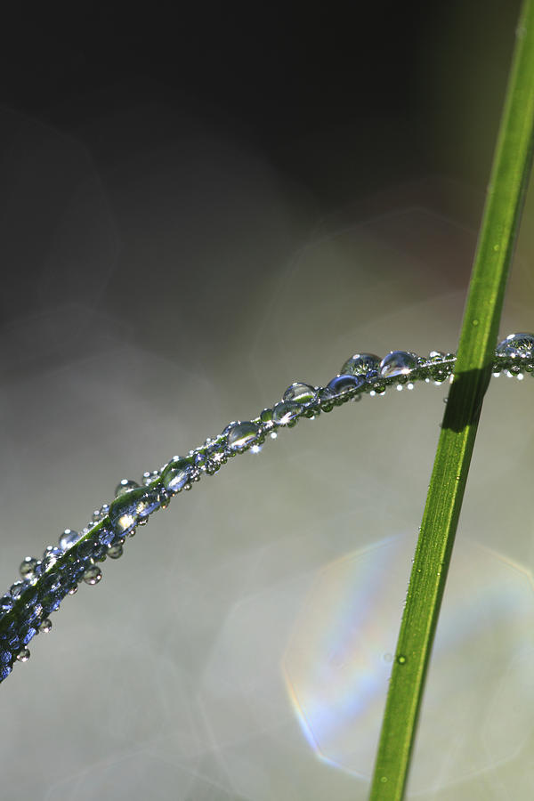 Dew drops clinging to blade of grass Photograph by Ulrich Kunst And Bettina Scheidulin