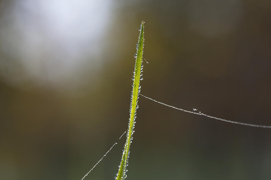 Dew drops covering a blade of grass Photograph by Ulrich Kunst And Bettina Scheidulin