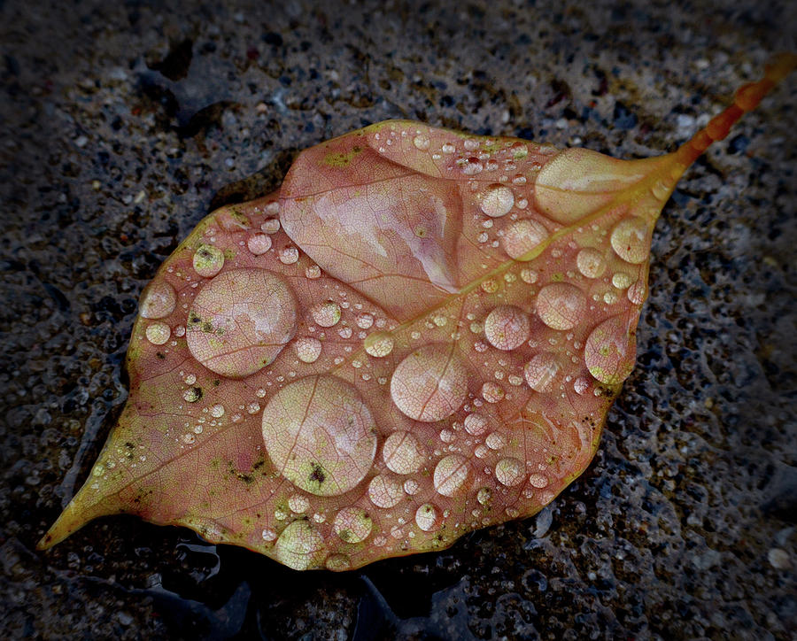 Dew Drops Photograph by Craig Incardone
