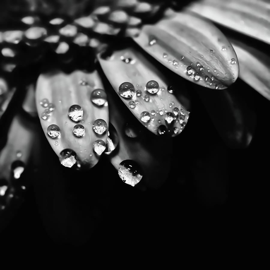 Dew Drops Photograph by David Patterson