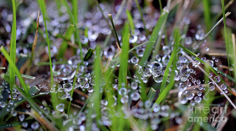 Dew Drops in Grass #2 Photograph by Karen Adams