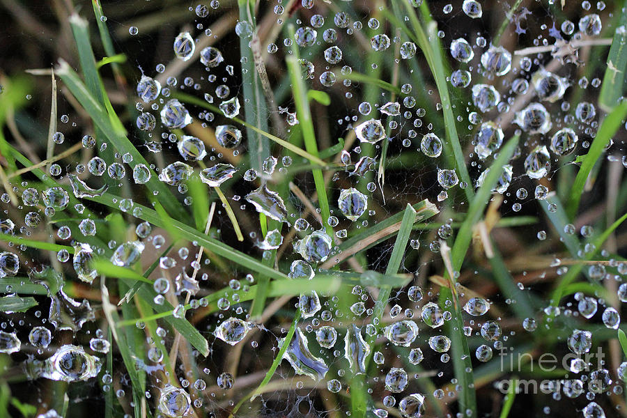 Dew Drops in Grass Photograph by Karen Adams