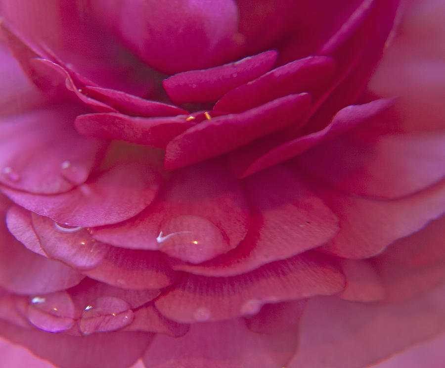 Rose Photograph - Dew Drops Macro by Martin Valeriano
