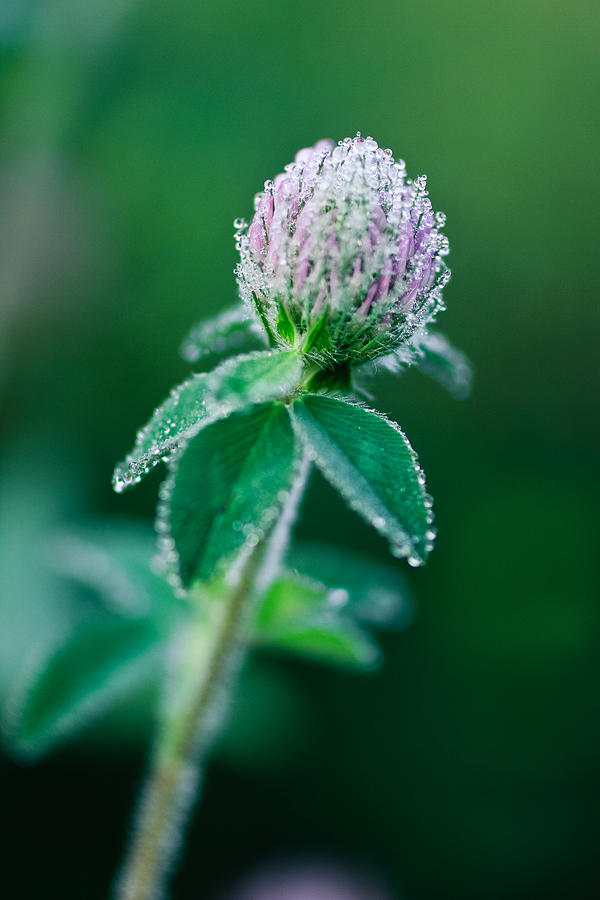 2015 Photograph - Dew Drops by Nathaniel Kidd 2015 Photograph - Dew Drops by Nathaniel Kidd