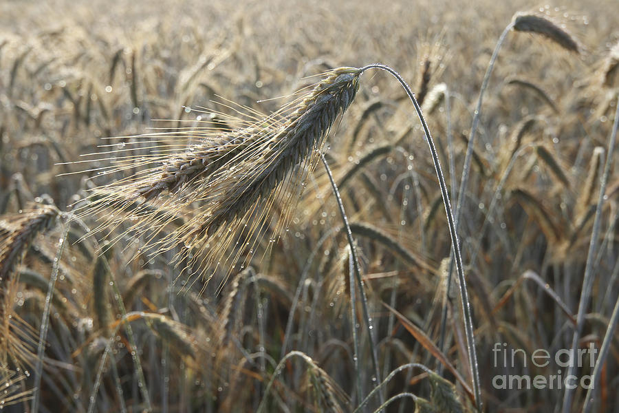 Dew drops on a ear of barley in a field Photograph by Michal Boubin