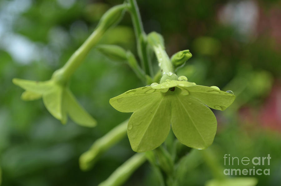 Dew Drops on a Green Flowering Nicotiana Plant Photograph by DejaVu Designs