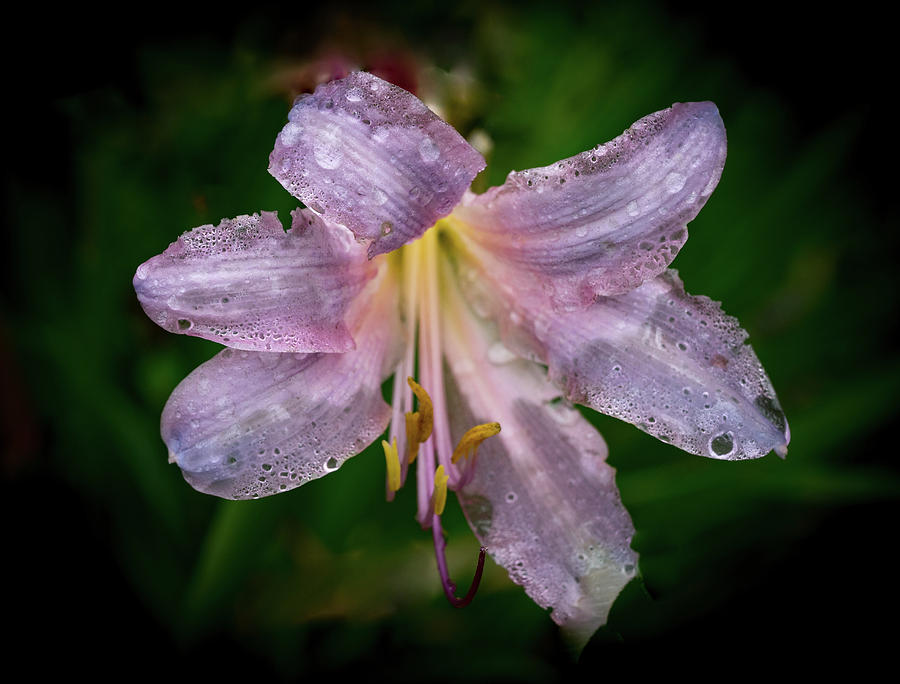 Dew Drops on a Naked Lady Photograph by Douglas Barnett