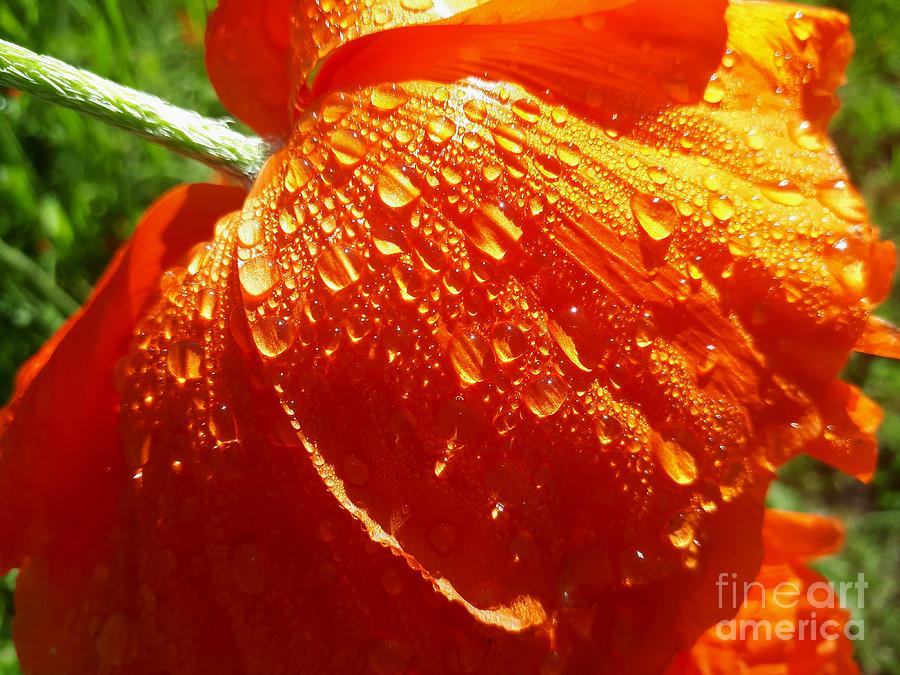 Dew Drops on a Poppy Photograph by Cheryl Baxter