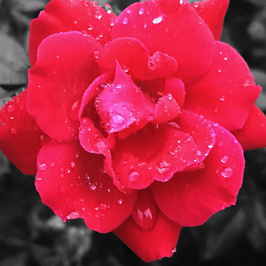 Dew Drops on a Rose Petal Photograph by Maxwell Krem