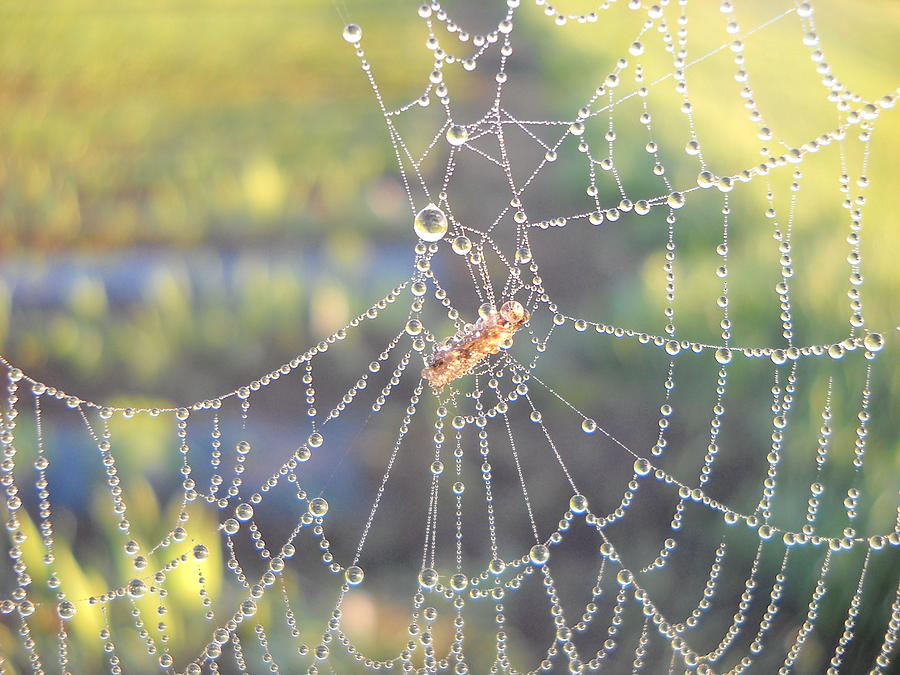 Dew Drops on a Spider Web Photograph by Kent Lorentzen