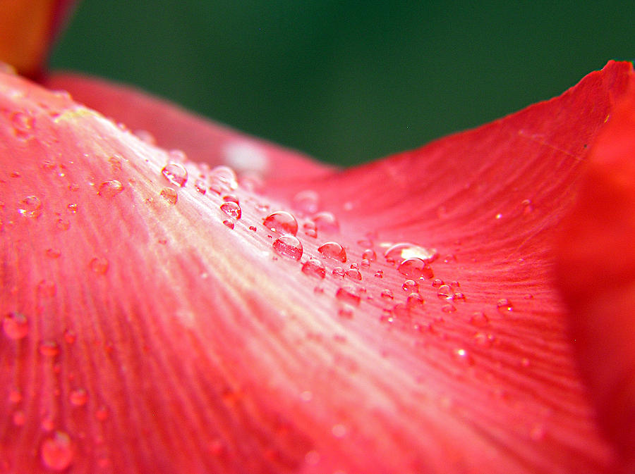 Dew Drops on a Wave of Red Photograph by Adam Johnson