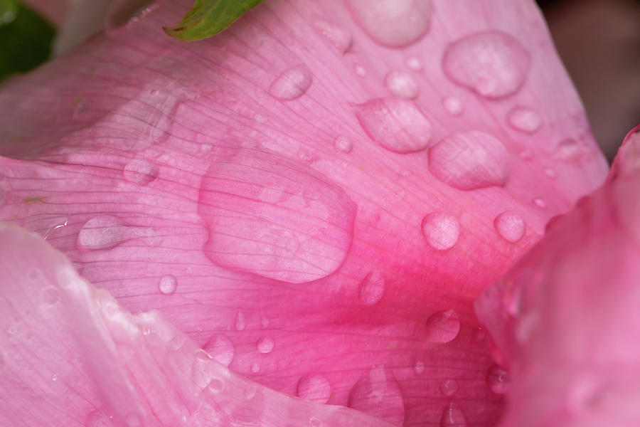 Dew drops on Chinese peony abstract background Photograph by Karen Foley