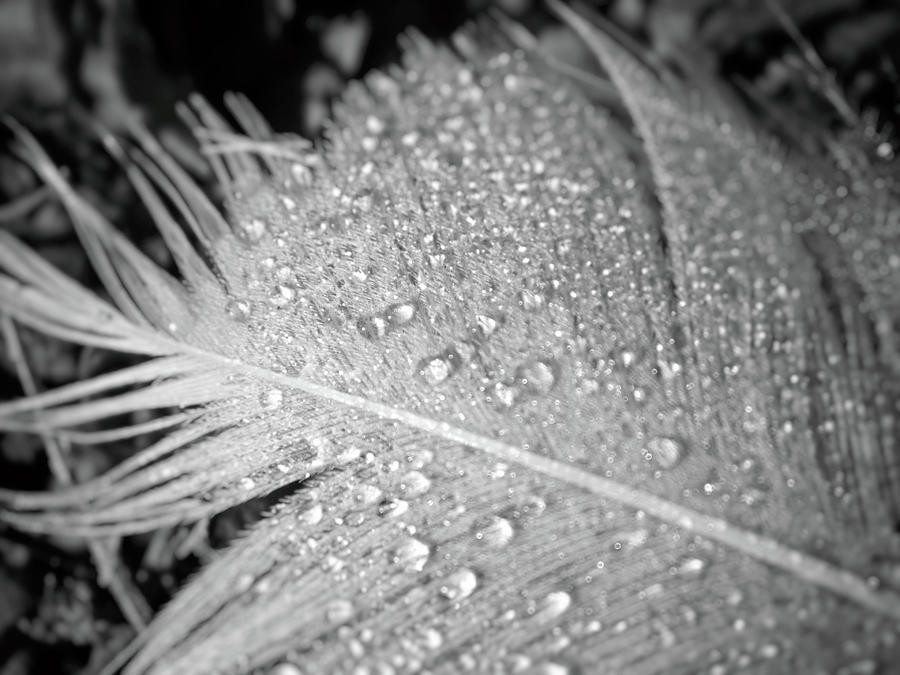 Dew Drops On Feather Photograph