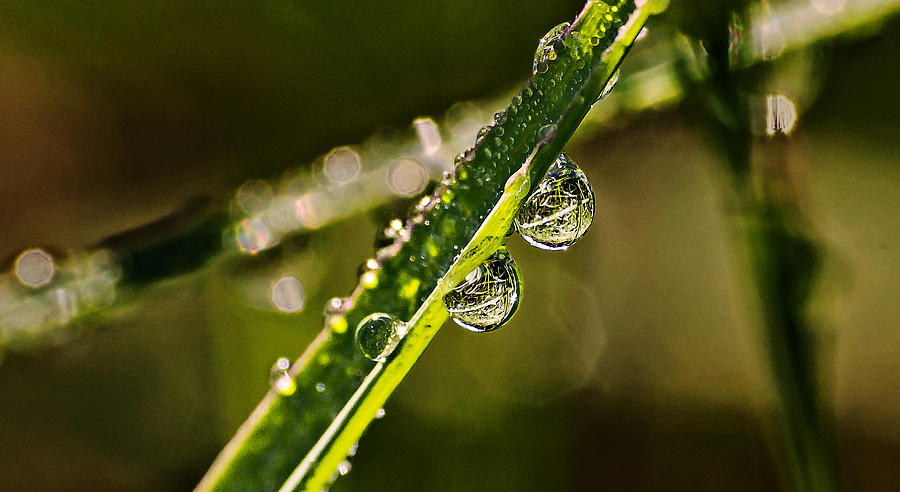 Dew Drops On Grass Photograph by Michael Whitaker