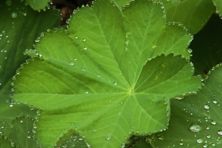 Dew Drops On Ladys Mantel Leaf  Photograph by Sandra Foster