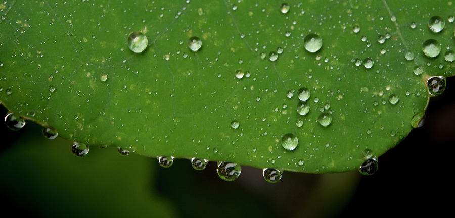Dew Drops on Nasturtium Leaf Photograph by Jean Noren