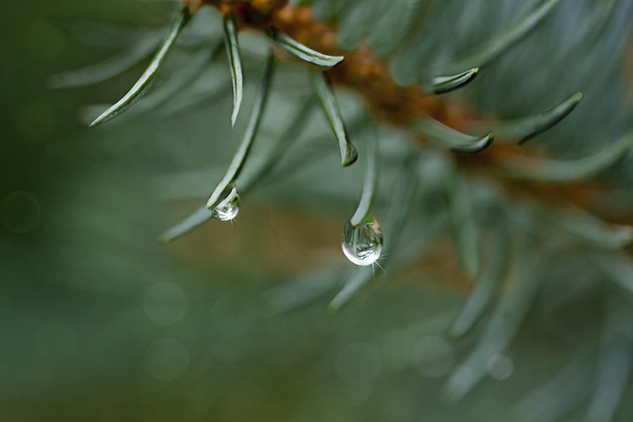 Dew Drops on Pine Needles Photograph by C VandenBerg