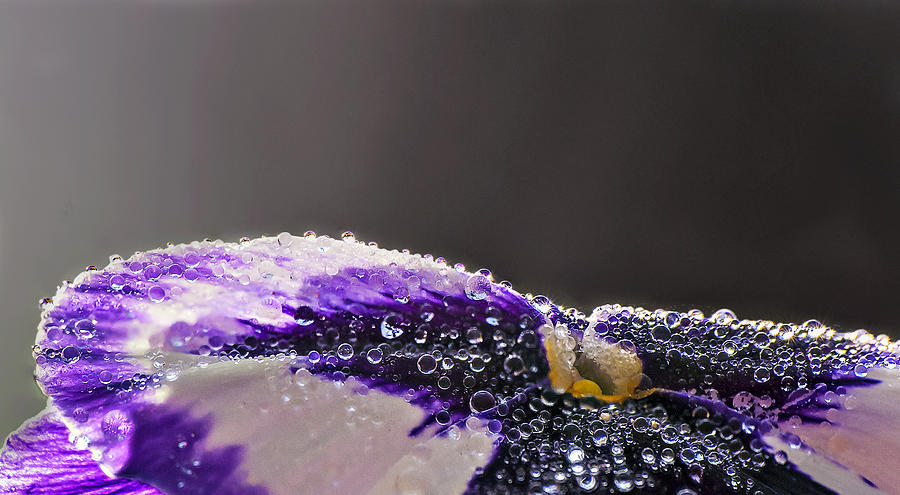 Dew Drops On Purple-White Bloom Photograph by Michael Whitaker