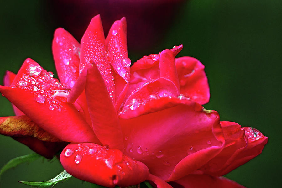 Dew Drops on Roses... Photograph by JustJeffAz Photography