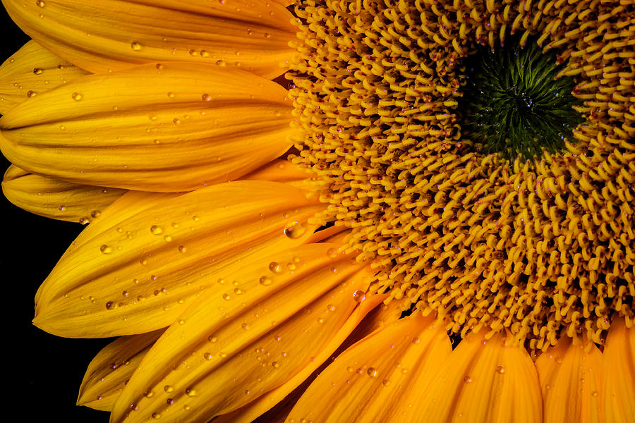 Dew Drops On Sunflower Petals Photograph by Garry Gay