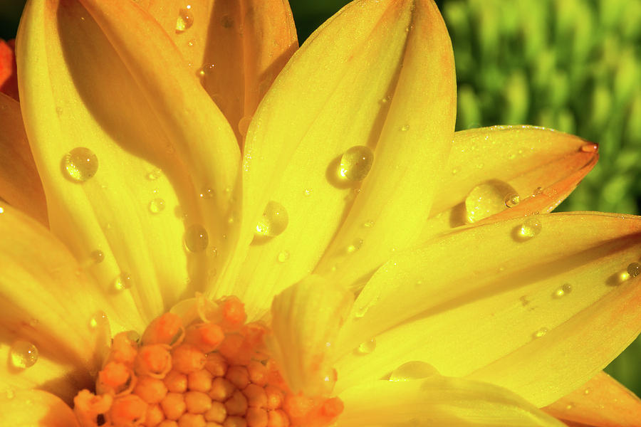 Dew Drops on Yellow Daisy Photograph by SR Green
