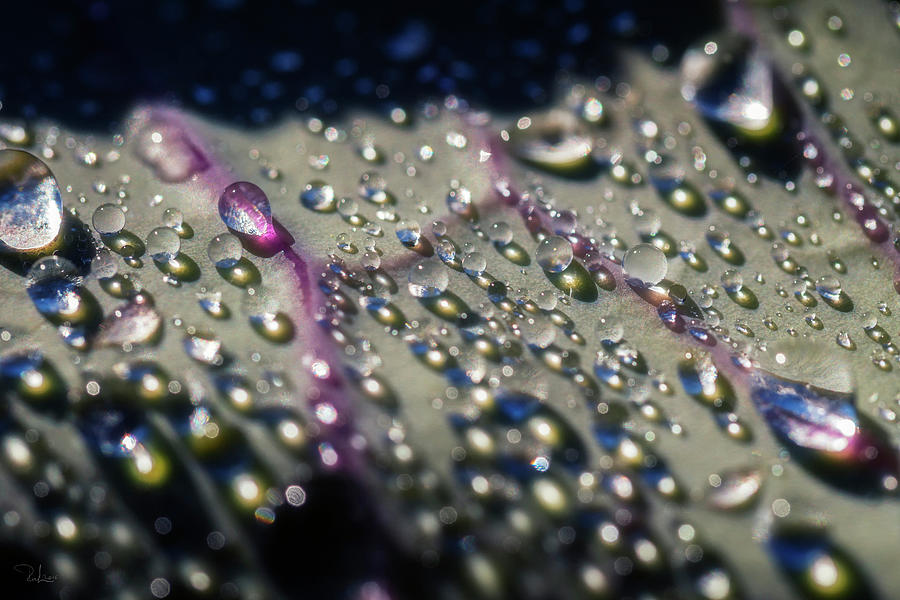 Dew drops Photograph by Raffaella Lunelli