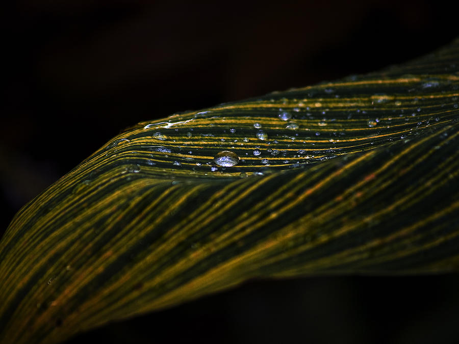 Dew Drops Photograph