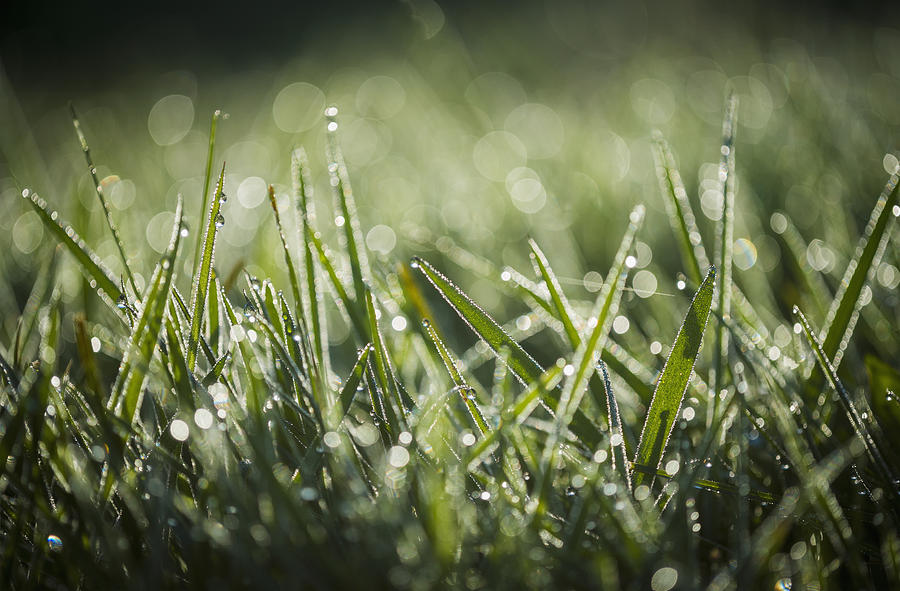 Nature Photograph - Dew Glistens On The Grass  Astoria by Robert L. Potts