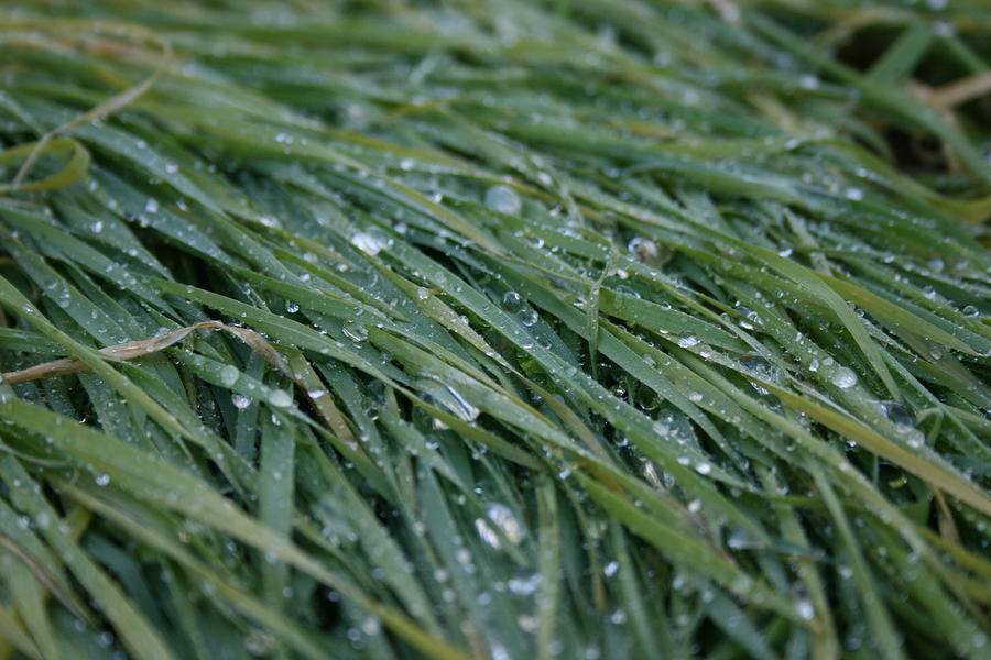 Dew Photograph - Dew Grass Two by Joshua Sunday