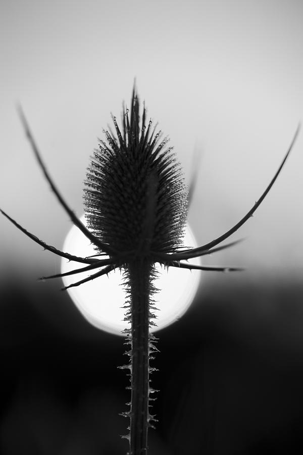 Black And White Photograph - Dew in the Morning Sun by Larry Helms
