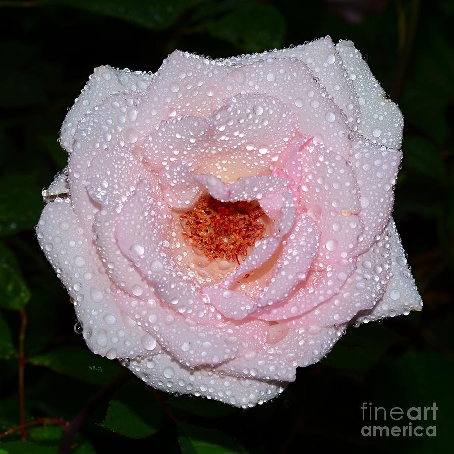 Dew Jeweled Rose Photograph by Patrick Witz