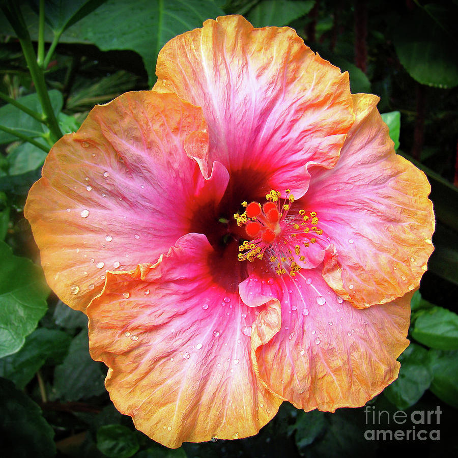 Dew-Kissed Hibiscus Photograph by Sue Melvin