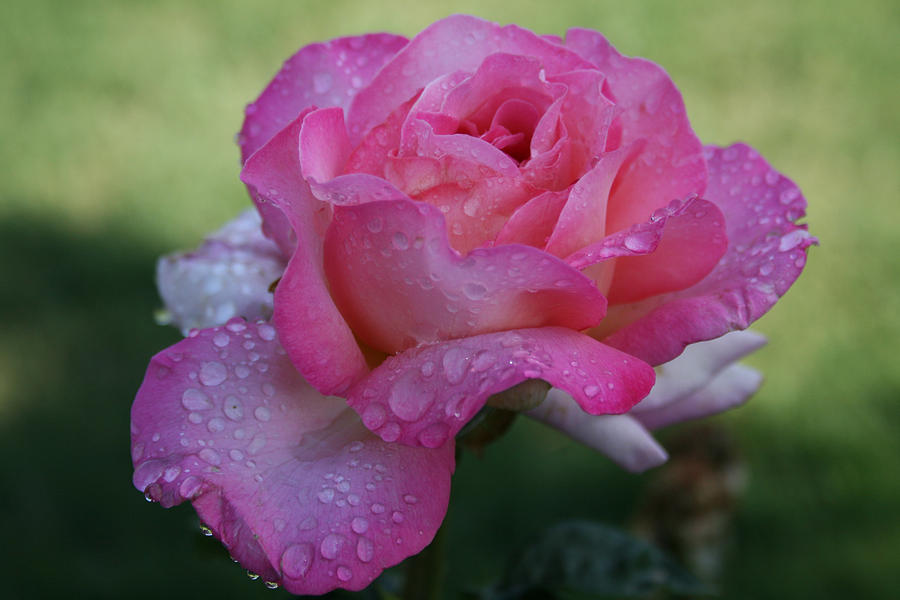 Dew-Kissed Rose Photograph by JoDee Luna - Fine Art America