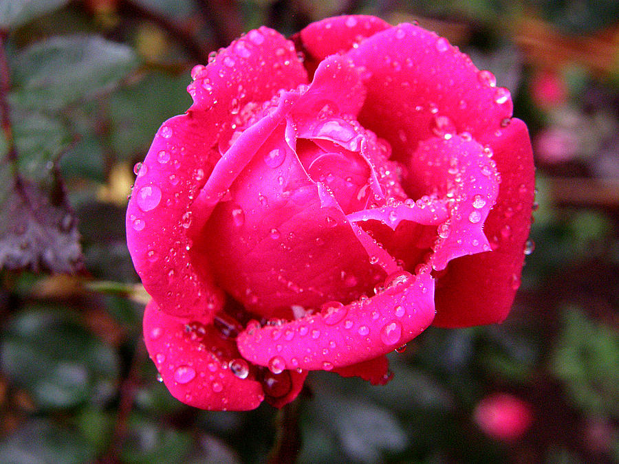 Dew Kissed Rose Photograph by Richard Copeland - Fine Art America