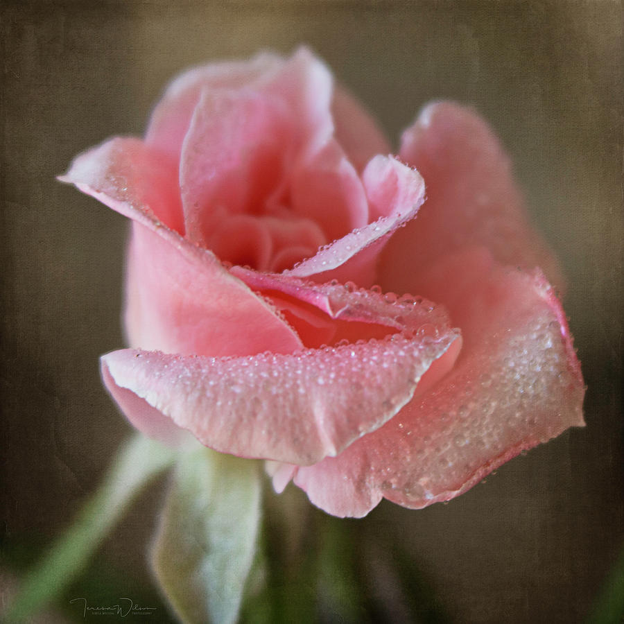 Dew Kissed Rosebud Photograph by Teresa Wilson