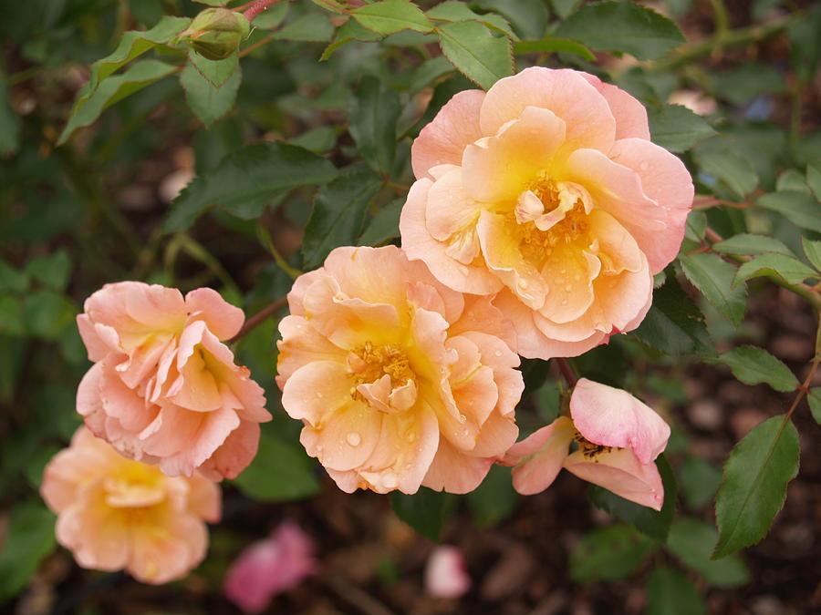 Dew Kissed Roses Photograph by Wilma Holland - Fine Art America