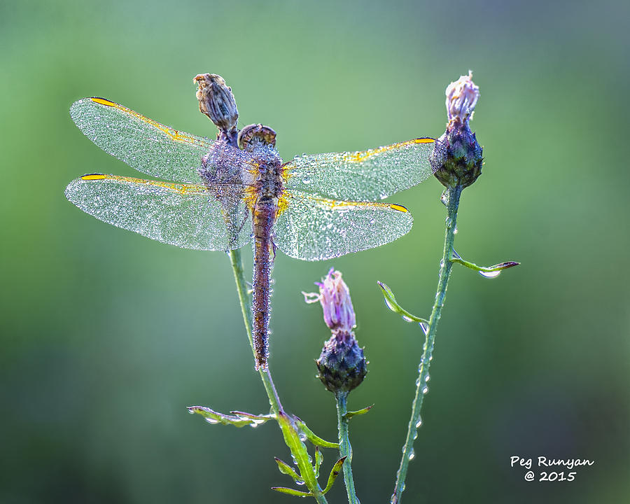Dew Laden Dragonfly Photograph by Peg Runyan