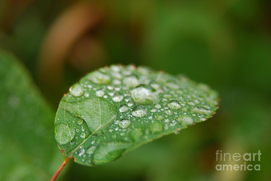 Dew On A Leaf Photograph